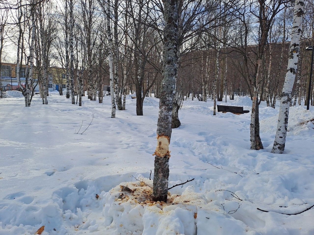 В сквере за НТЦ «Звёздочка» злоумышленники уничтожили берёзу.