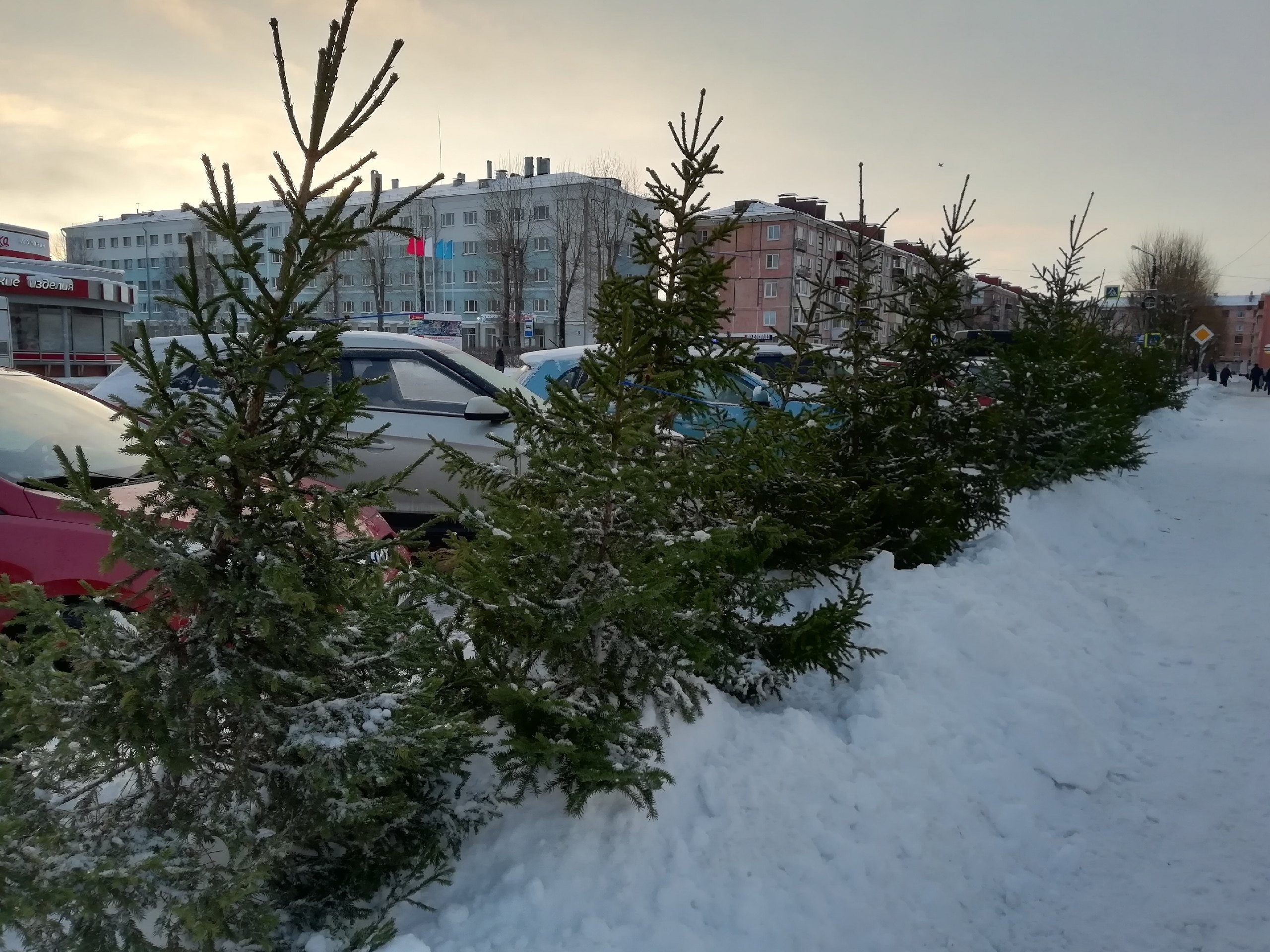 В лес – за живой ёлочкой: самостоятельно и законно.