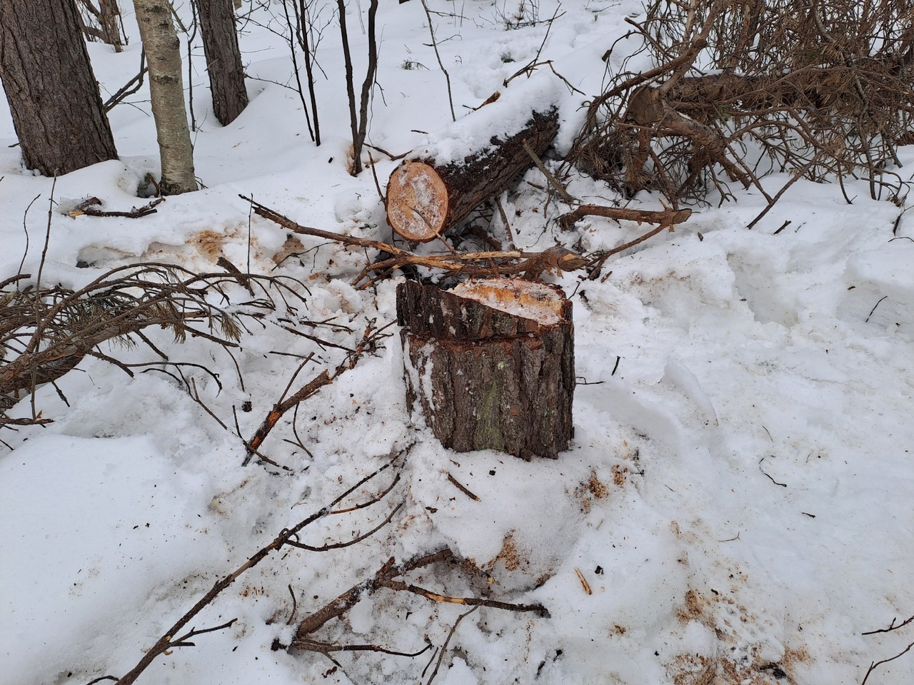 В городских лесах незаконно спилили деревья.