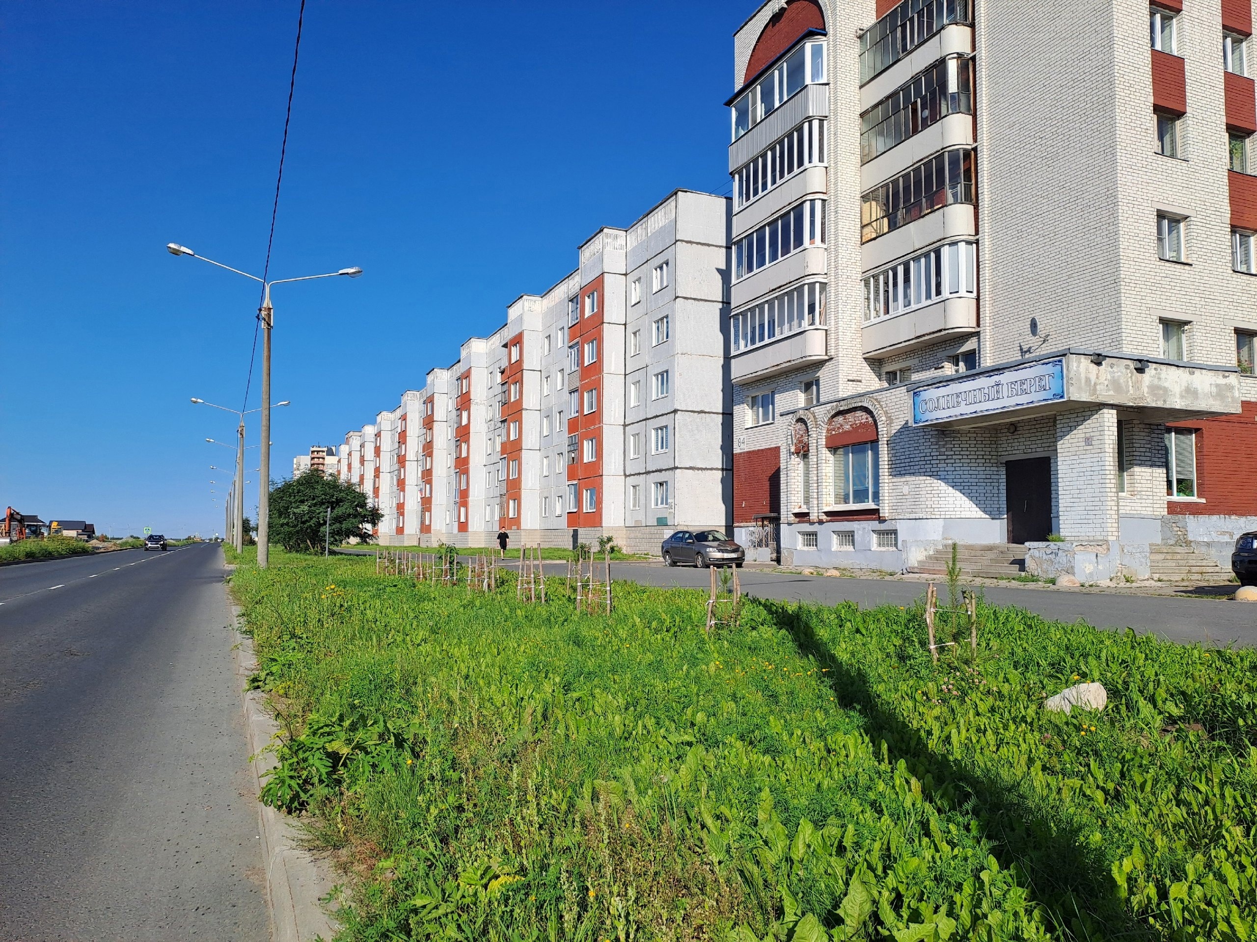 Деревья в городе: северодвинцев просят не проводить озеленение на городских сетях.