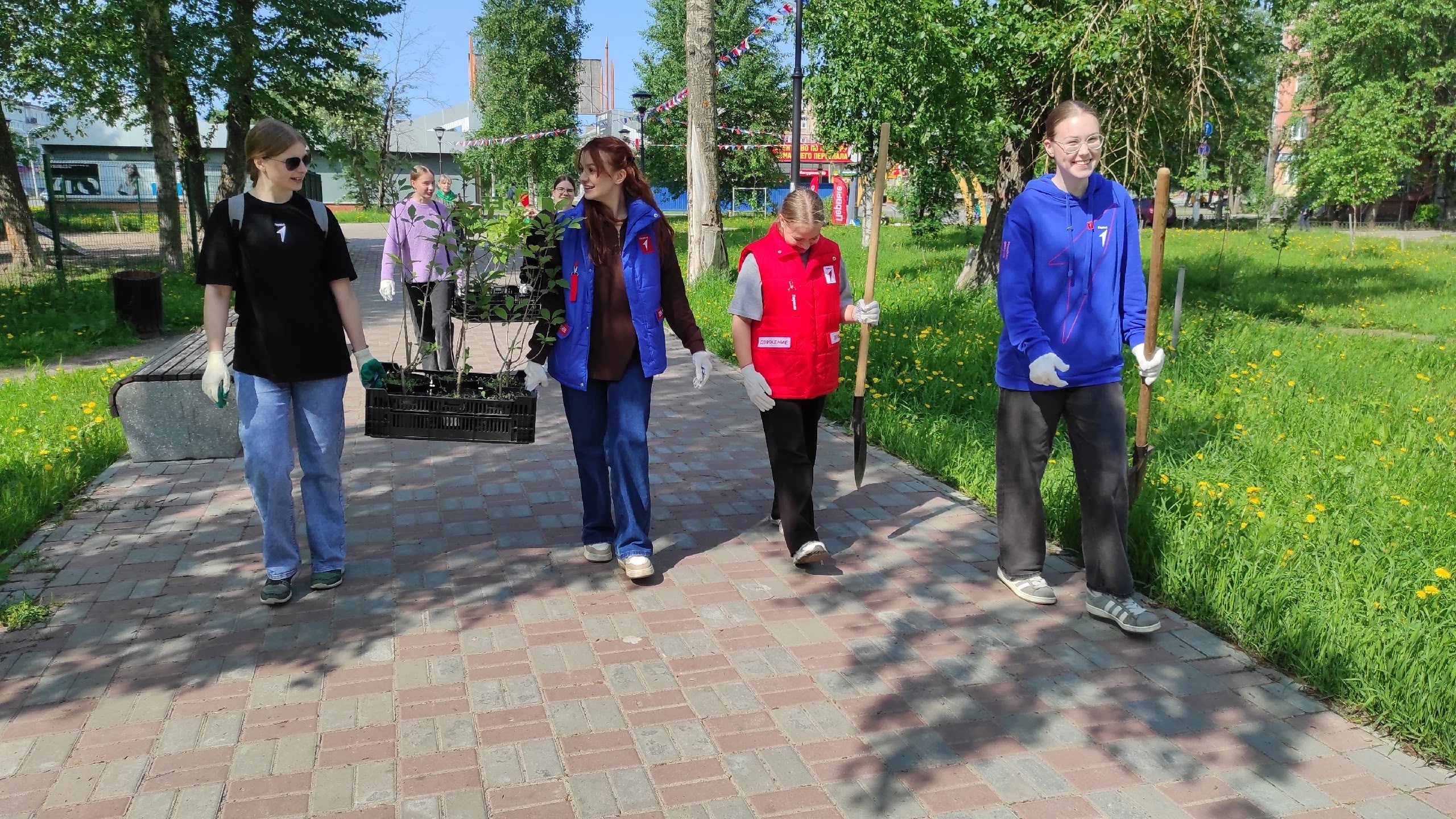 «Комфортное Поморье» в Северодвинске: берёзы, рябины и сирень высадили на аллее Молодёжи.