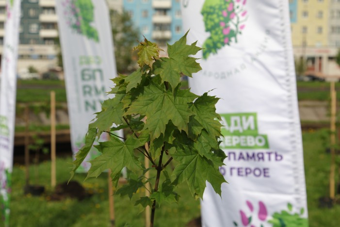 В Северодвинске прошла традиционная акция «Сад памяти». В Северодвинске прошла традиционная акция «Сад памяти».